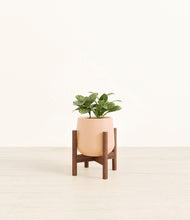 Load image into Gallery viewer, Gentle Pink stand:walnut