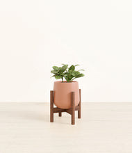 Load image into Gallery viewer, Calm Rose stand:walnut