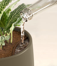 Load image into Gallery viewer, Olive stand:all