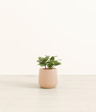 Load image into Gallery viewer, Gentle Pink