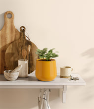 Load image into Gallery viewer, Mustard