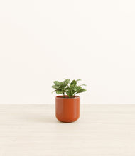 Load image into Gallery viewer, Glossy Red