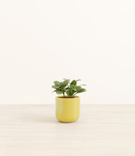 Load image into Gallery viewer, Key Lime Yellow