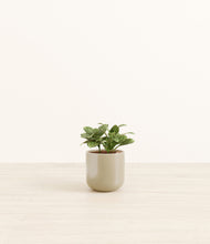 Load image into Gallery viewer, Sage Green