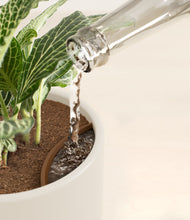 Load image into Gallery viewer, Cotton White stand:all