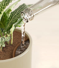 Load image into Gallery viewer, Sage Green stand:all