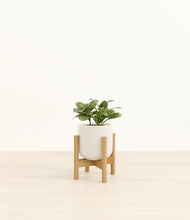 Load image into Gallery viewer, Cotton White stand:bamboo