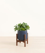 Load image into Gallery viewer, Deep Navy stand:walnut