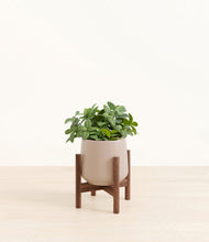 Load image into Gallery viewer, Eternal Gray stand:walnut