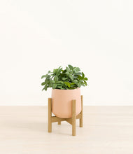 Load image into Gallery viewer, Gentle Pink stand:bamboo