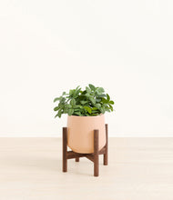 Load image into Gallery viewer, Gentle Pink stand:walnut