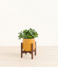 Load image into Gallery viewer, Mustard stand:walnut