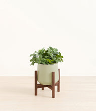 Load image into Gallery viewer, Turquoise stand:walnut