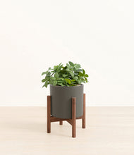 Load image into Gallery viewer, Dark Olive stand:walnut