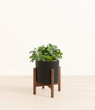 Load image into Gallery viewer, Black stand:walnut