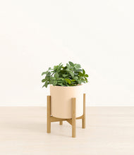 Load image into Gallery viewer, Cream stand:bamboo