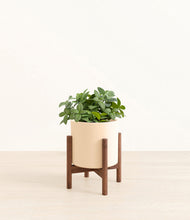Load image into Gallery viewer, Cream stand:walnut