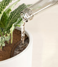 Load image into Gallery viewer, White stand:all