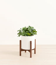 Load image into Gallery viewer, White stand:walnut