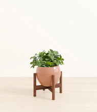 Load image into Gallery viewer, Calm Rose stand:walnut