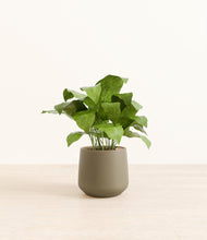 Load image into Gallery viewer, Olive