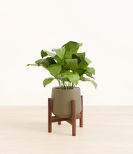 Load image into Gallery viewer, Olive stand:walnut