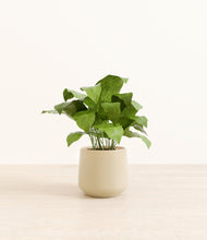 Load image into Gallery viewer, Almond Green