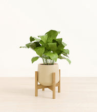 Load image into Gallery viewer, Almond Green stand:bamboo