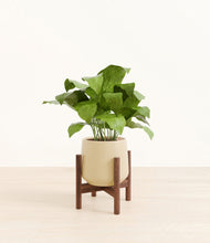 Load image into Gallery viewer, Almond Green stand:walnut