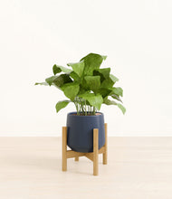 Load image into Gallery viewer, Deep Navy stand:bamboo