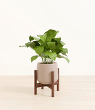 Load image into Gallery viewer, Eternal Gray stand:walnut