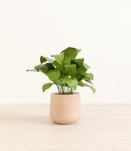 Load image into Gallery viewer, Gentle Pink