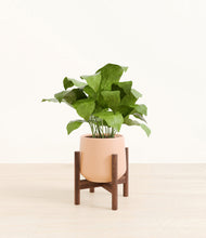 Load image into Gallery viewer, Gentle Pink stand:walnut