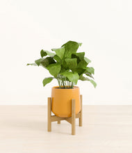 Load image into Gallery viewer, Mustard stand:bamboo