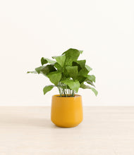 Load image into Gallery viewer, Mustard