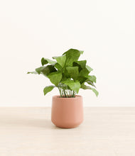 Load image into Gallery viewer, Calm Rose