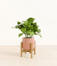 Load image into Gallery viewer, Calm Rose stand:bamboo
