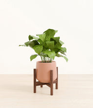 Load image into Gallery viewer, Calm Rose stand:walnut