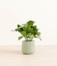 Load image into Gallery viewer, Turquoise