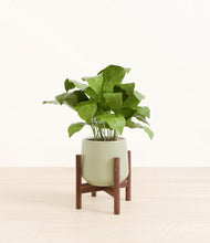 Load image into Gallery viewer, Turquoise stand:walnut