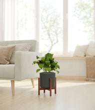 Load image into Gallery viewer, Dark Olive stand:walnut