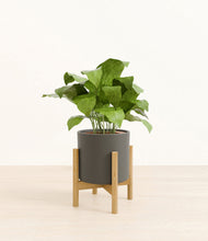 Load image into Gallery viewer, Dark Olive stand:bamboo