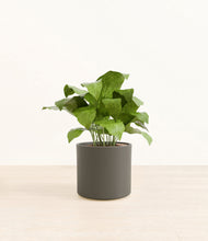 Load image into Gallery viewer, Dark Olive