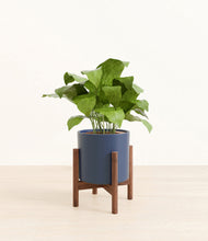 Load image into Gallery viewer, Deep Navy stand:walnut