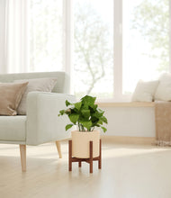 Load image into Gallery viewer, Cream stand:walnut