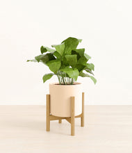 Load image into Gallery viewer, Cream stand:bamboo