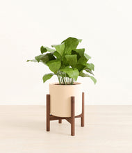 Load image into Gallery viewer, Cream stand:walnut