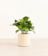 Load image into Gallery viewer, Cream