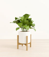Load image into Gallery viewer, White stand:bamboo