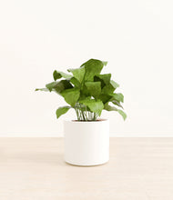 Load image into Gallery viewer, White